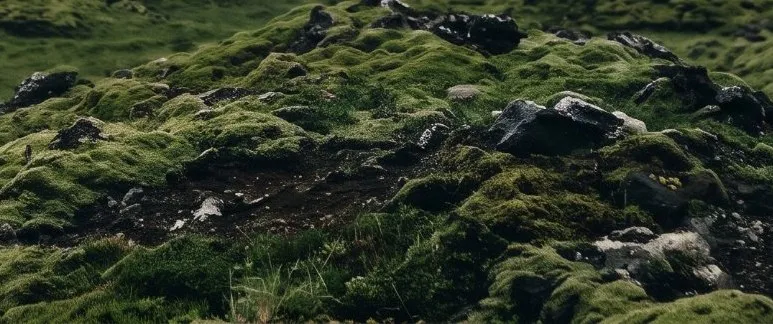 Nærmynd af mosa og hraungrjóti